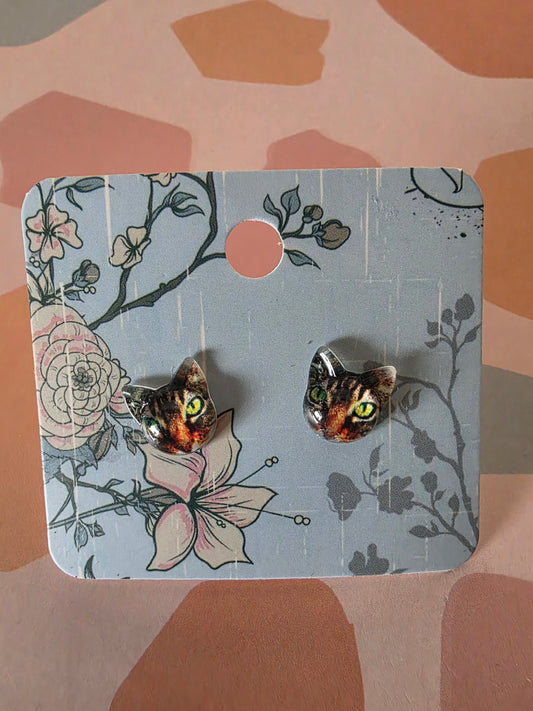 Cat studs
